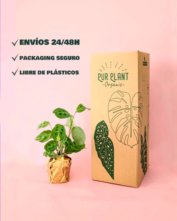 marante-variegada-packaging