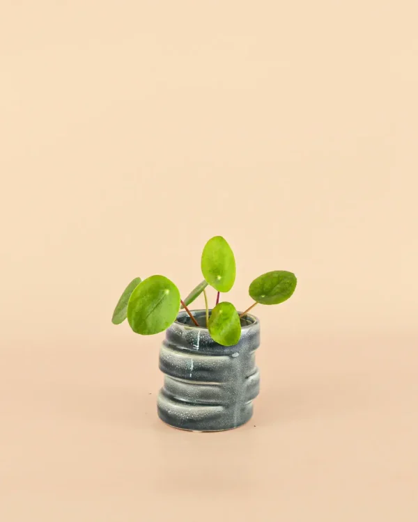minimaceta-organic-blue-planta