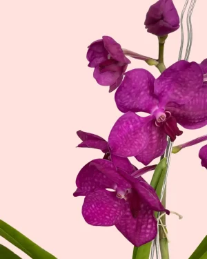 orquidea-flor