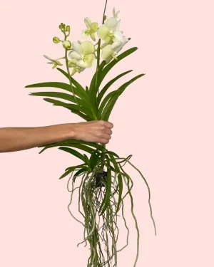 orquidea-salvaje
