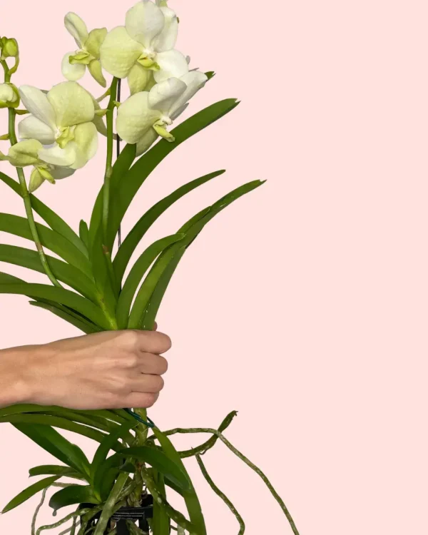 orquidea-salvaje-blanca