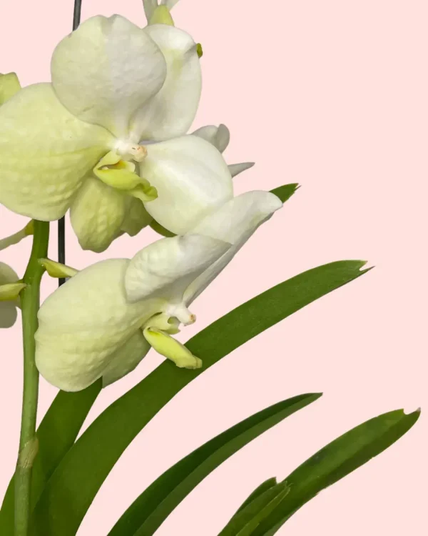 orquidea-salvaje-flor