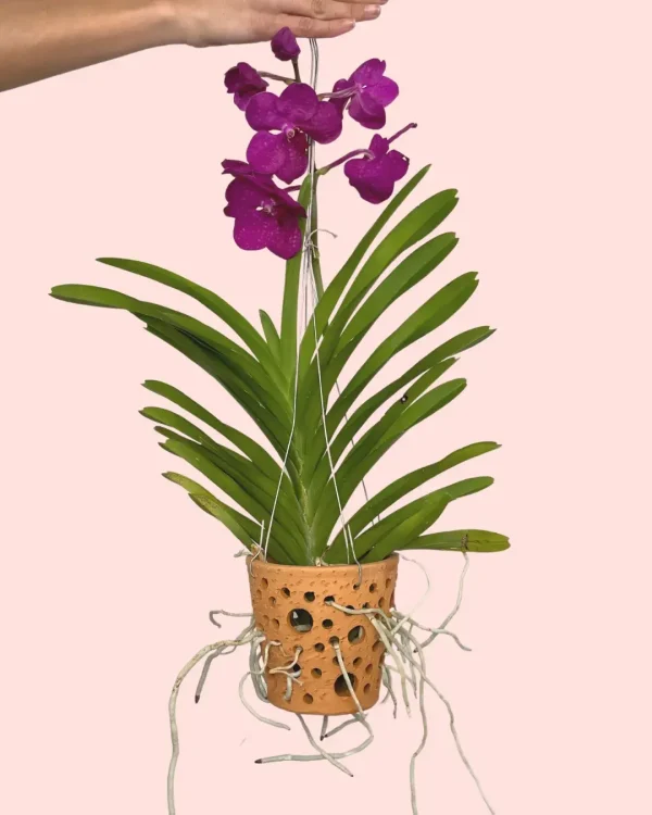 orquidea-salvaje-pot