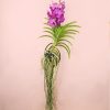 orquidea-vanda