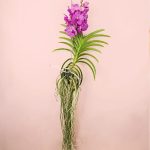 orquidea-vanda