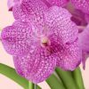 orquidea-vanda-flor