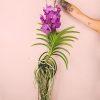 orquidea-vanda-flor-planta