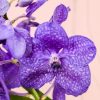 orquidea-vanda-maceta-flor