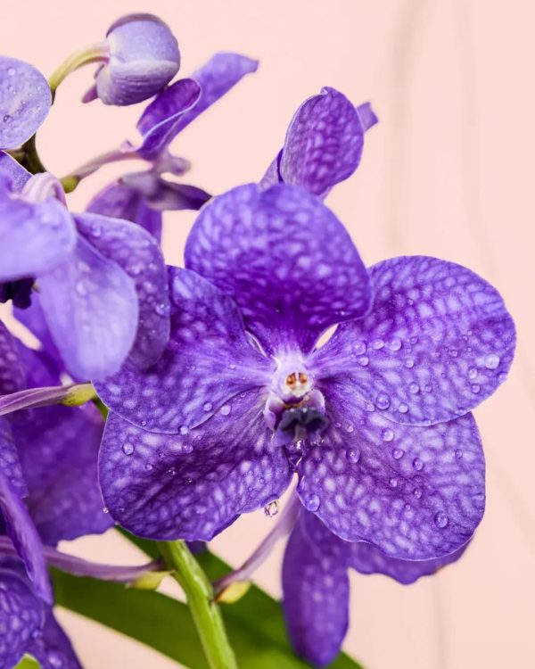 orquidea-vanda-maceta-flor