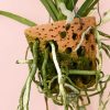 orquidea-vanda-maceta-raices
