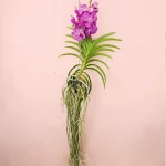 Orquídea Salvaje