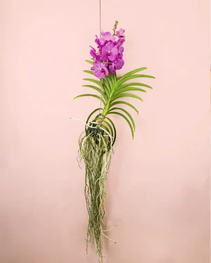orquideavanda-flor