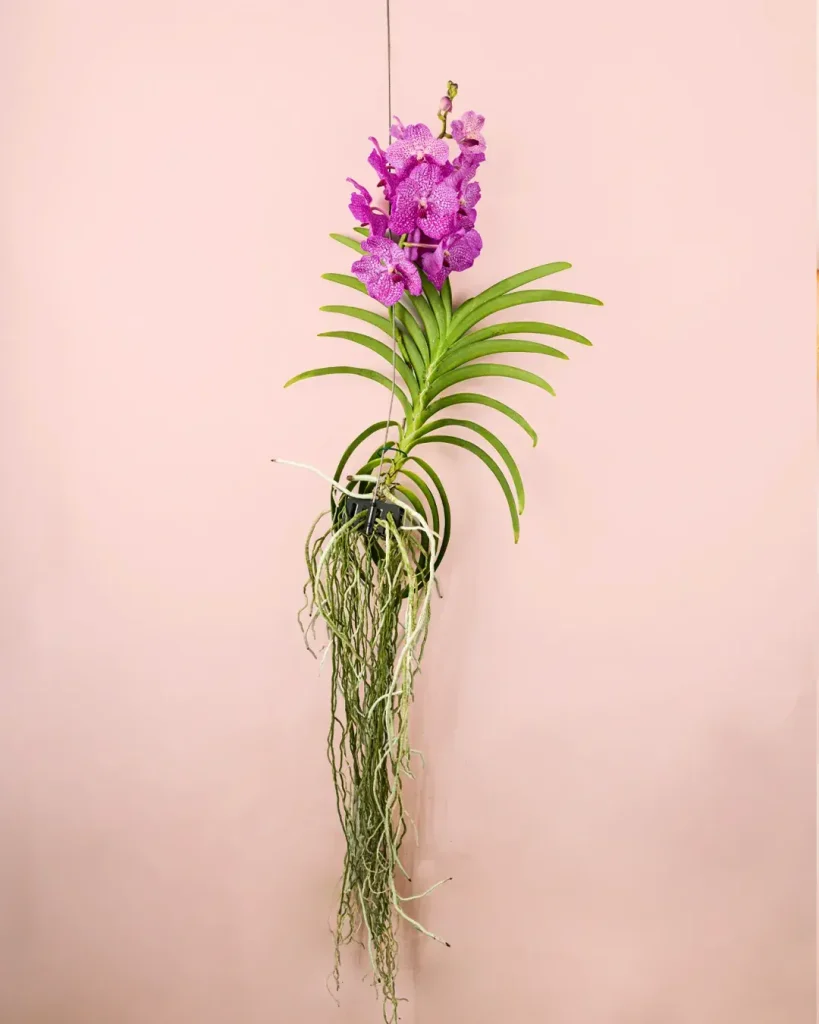 orquideavanda-flor