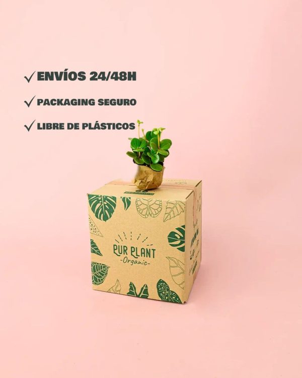 packaging peperomia hope envios