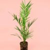 palmera-canaria