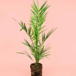 palmera-canaria