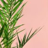 palmera-canaria-hoja