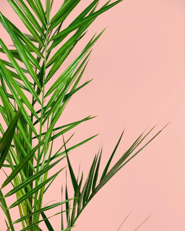 palmera-canaria-hoja