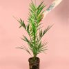 palmera-canaria-planta