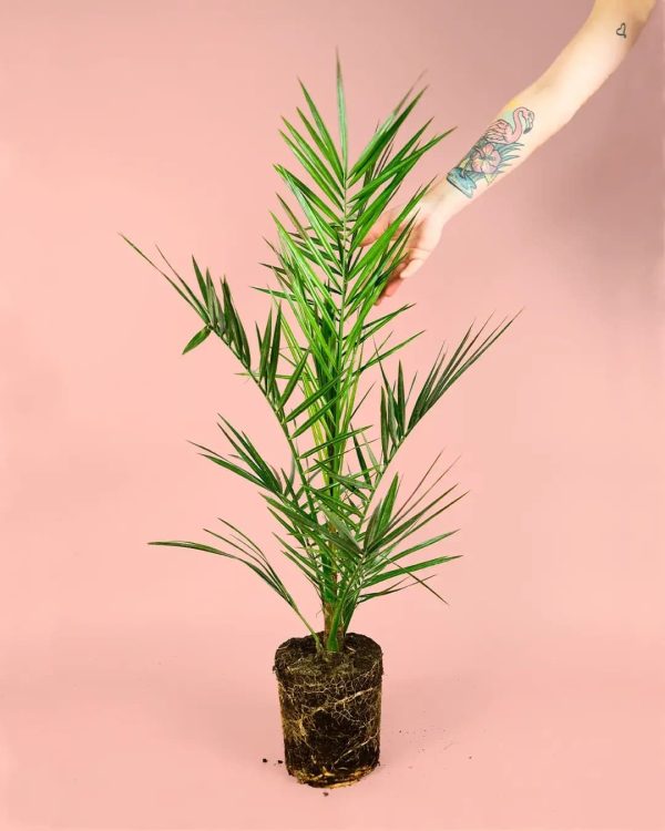 palmera-canaria-planta