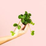peperomia-hope