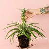 planta-detalle-ananas