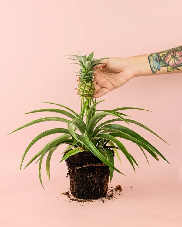 planta-detalle-ananas