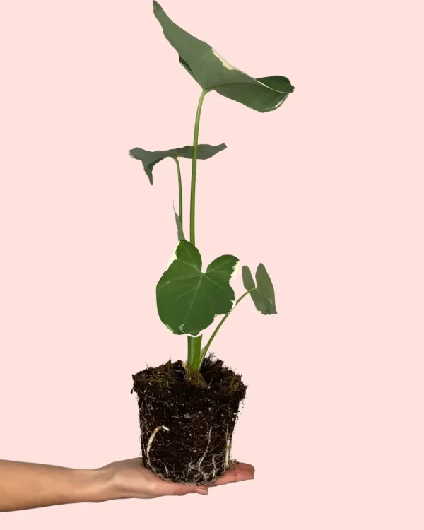 planta-mickey-mouse