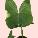 Alocasia Xanthosoma albomarginata - Mickey Mouse