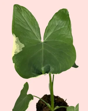 planta-oreja-mickey-mouse