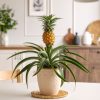 planta piña en un comedor