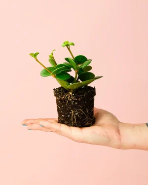 plantapeperomia-hope