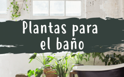 Plantas para el Baño ¿cuáles son las mejores?