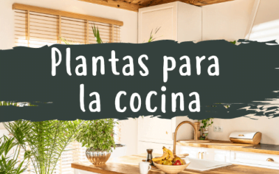 Mejores Plantas para la Cocina
