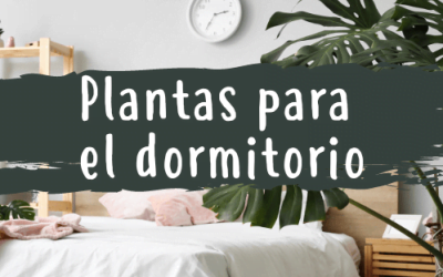 Plantas para el Dormitorio ¿cuáles son las mejores?