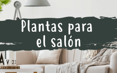 Mejores Plantas para el Salón