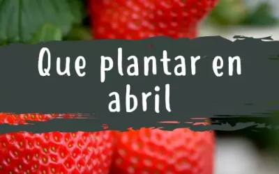 Qué plantar en Abril