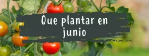 que sembrar en junio