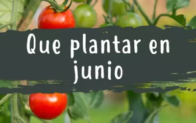 Qué plantar en Junio