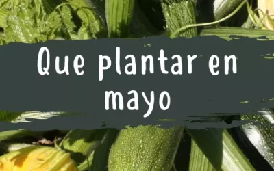 Qué plantar en Mayo