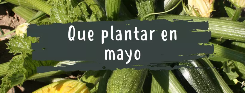 Qué plantar en Mayo