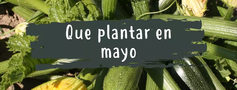 queplantarenmayo