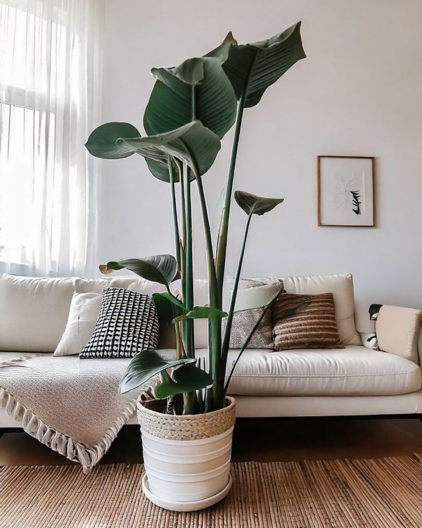 strelitzia nicolai sofa