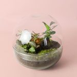 terrario-oasis-ficus