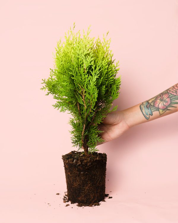 aurea nana planta