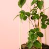 akebia quinata hoja