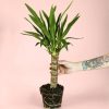 yuca planta m