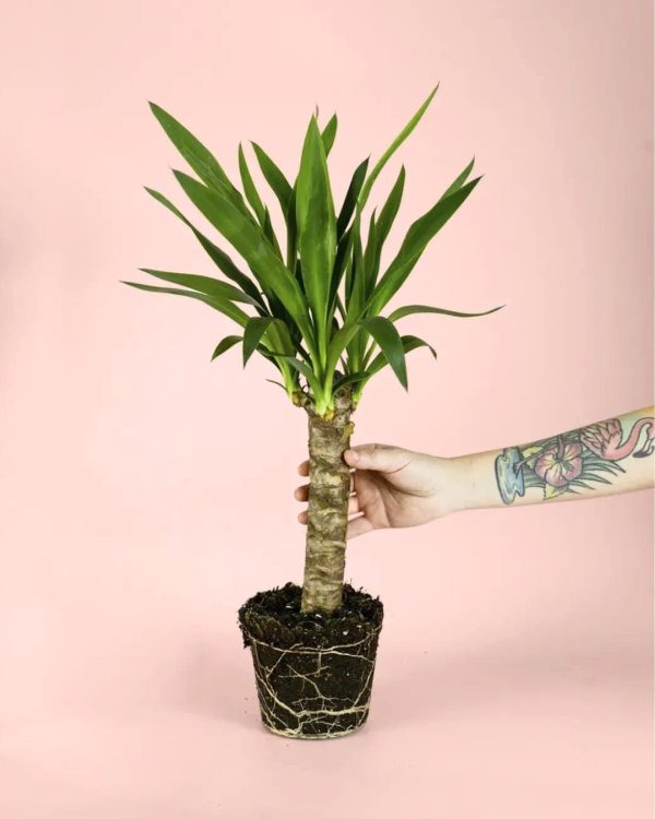 yuca planta m
