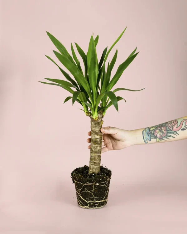 yucca-planta
