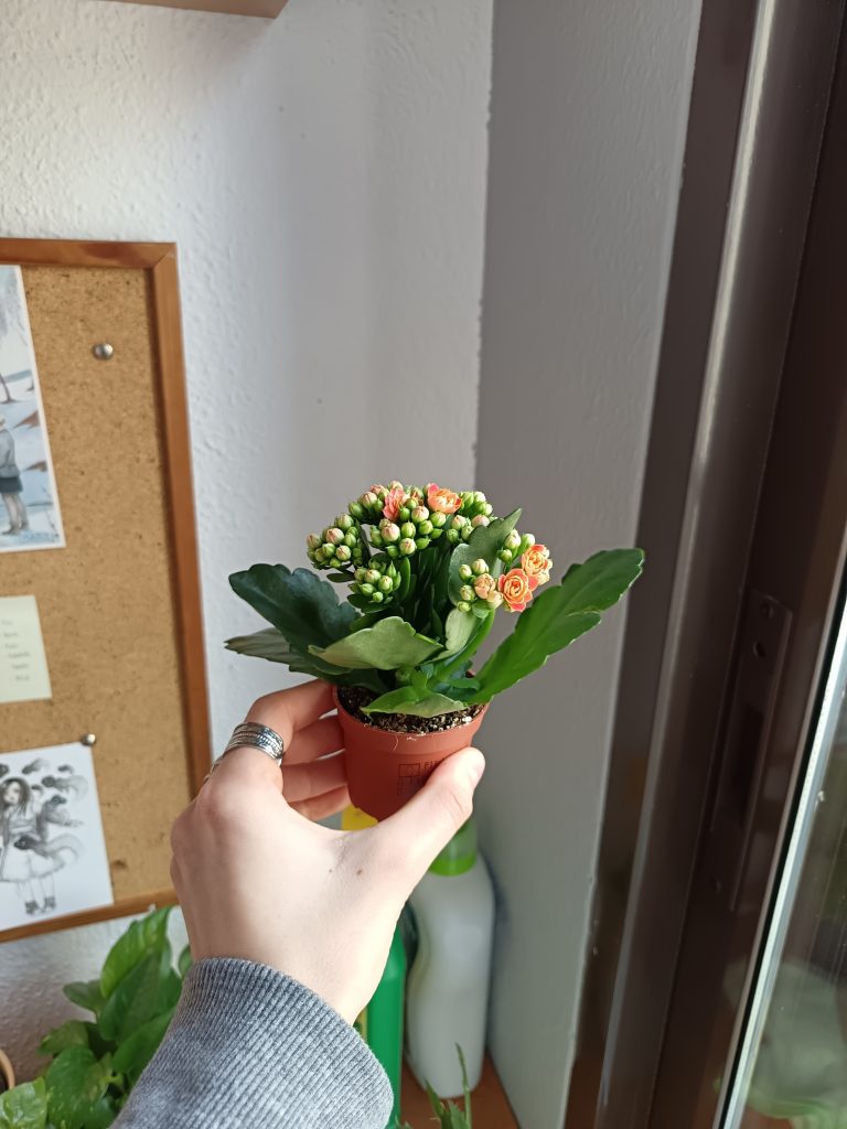 Imagen #1 de Isabella